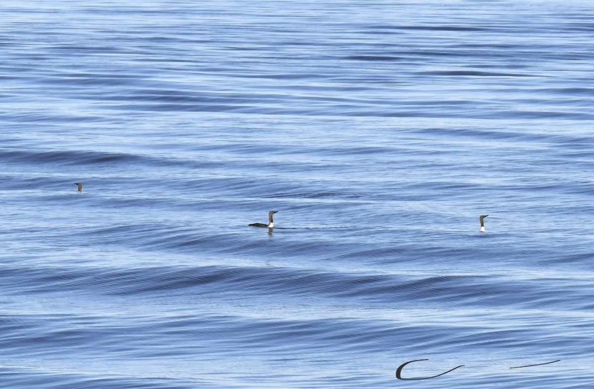 Red-throated Loon - ML635551143