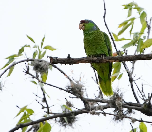 Lilac-crowned Amazon - ML635551199