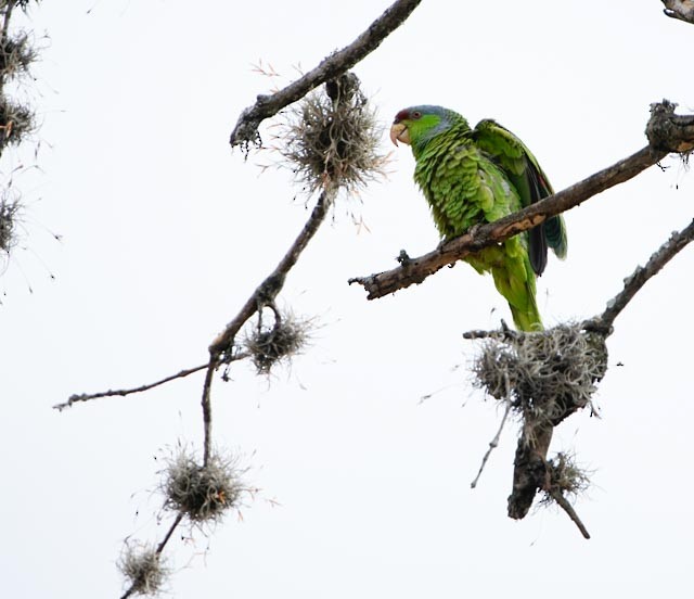 Lilac-crowned Amazon - ML635551200