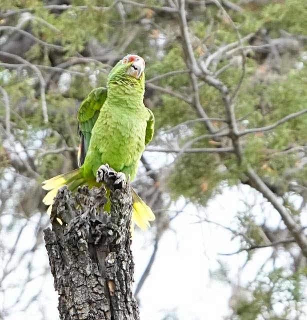Lilac-crowned Amazon - ML635551201