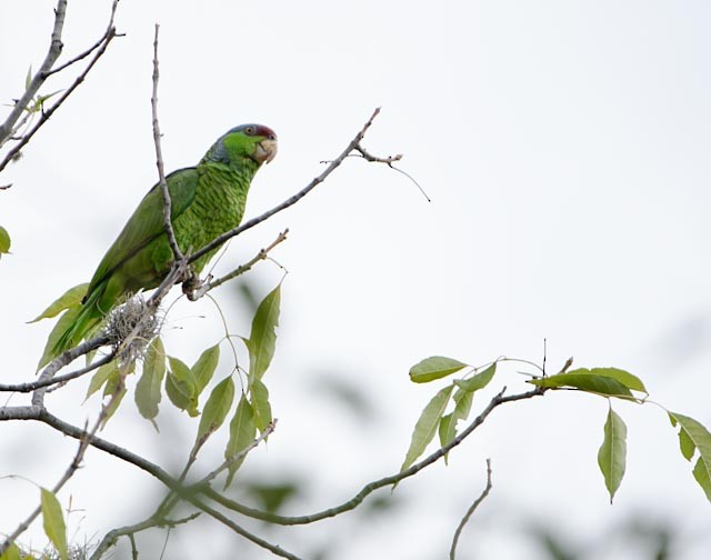 Lilac-crowned Amazon - ML635551202