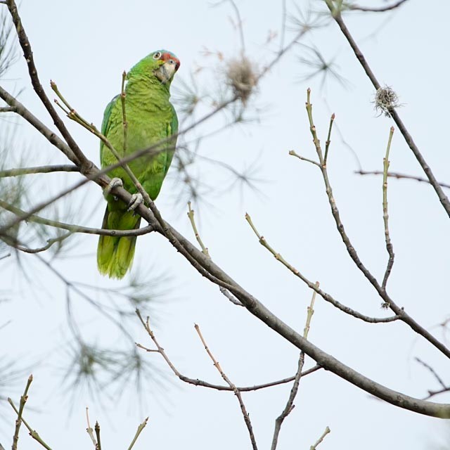 Lilac-crowned Amazon - ML635551203