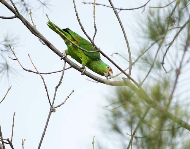 Lilac-crowned Amazon - ML635551204