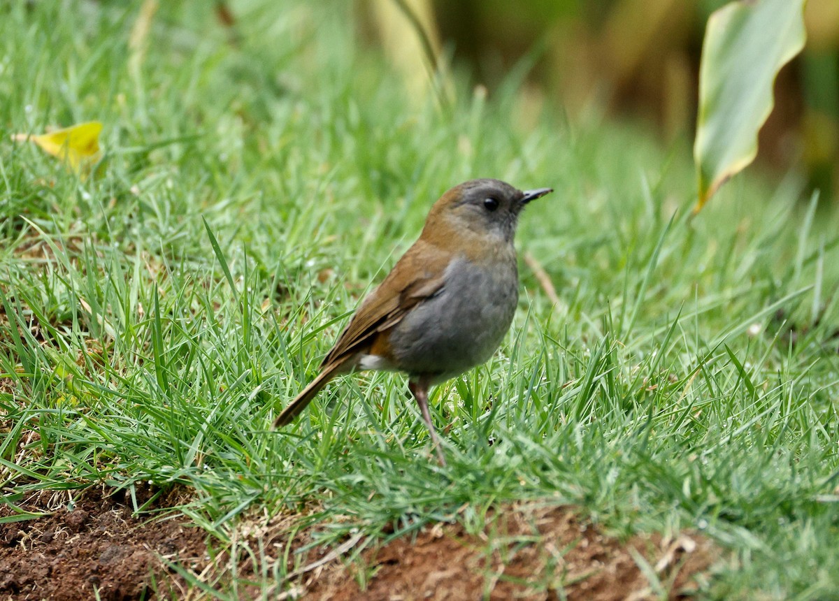 Black-billed Nightingale-Thrush - ML635551443