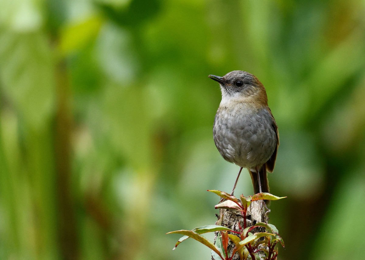 Black-billed Nightingale-Thrush - ML635551472