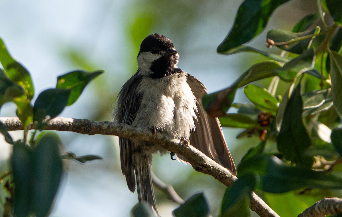 Carolina Chickadee - ML635551488