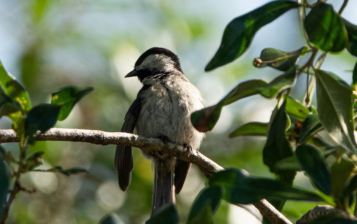 Carolina Chickadee - ML635551489