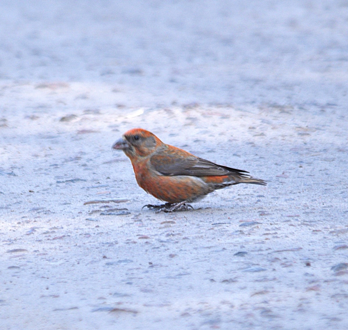 紅交嘴雀 - ML635551490