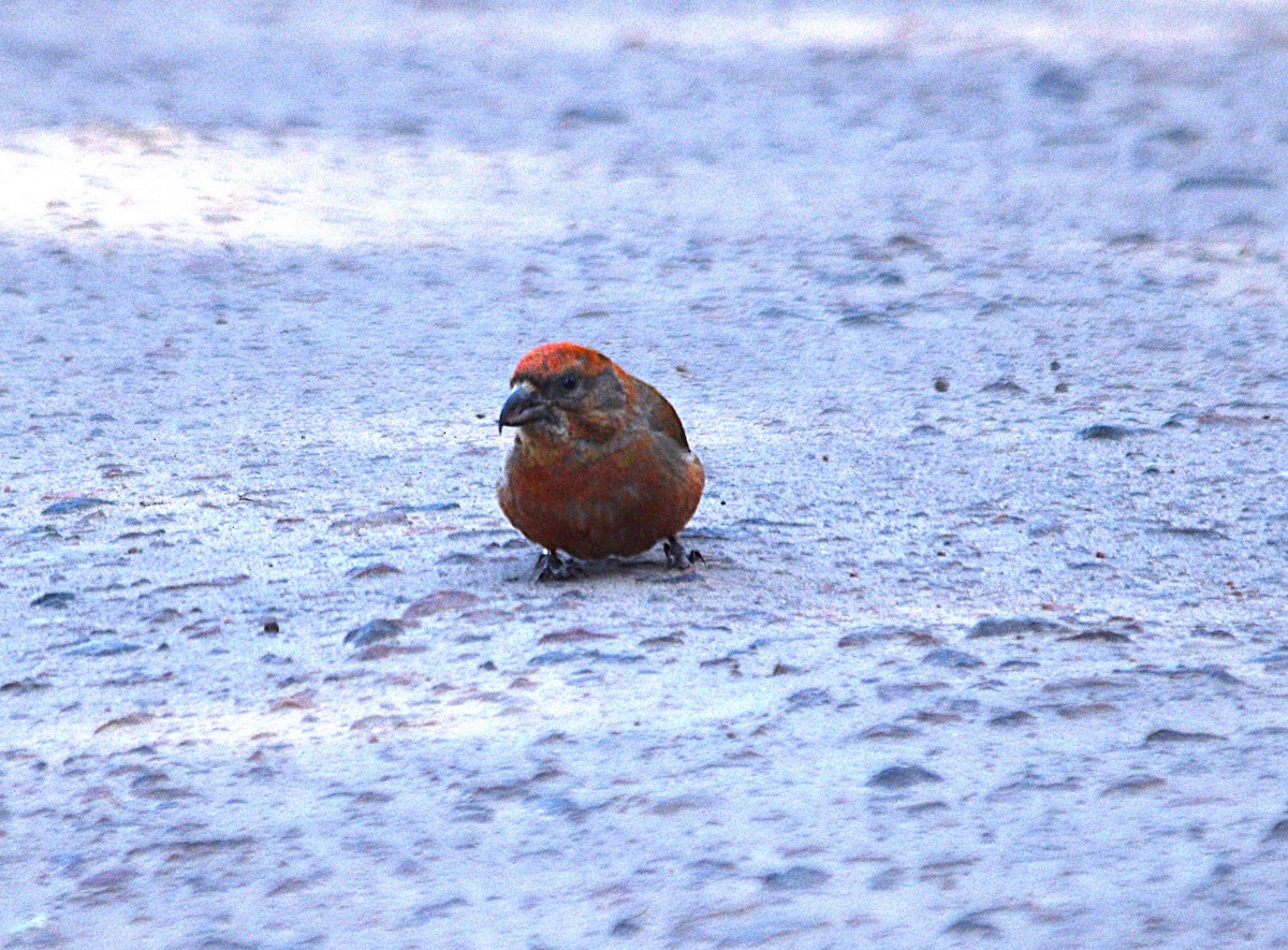 紅交嘴雀 - ML635551491