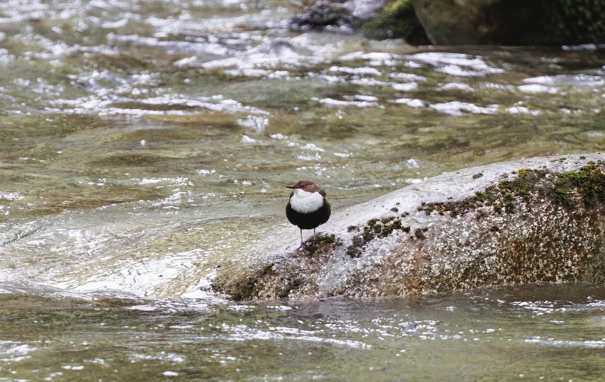 White-throated Dipper - ML635551591