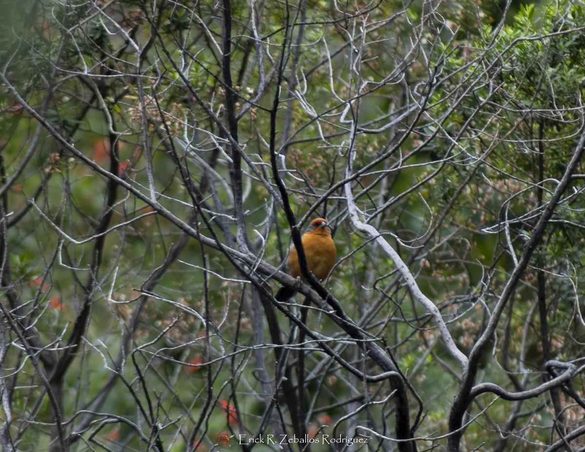 Cochabamba Mountain Finch - ML635551653