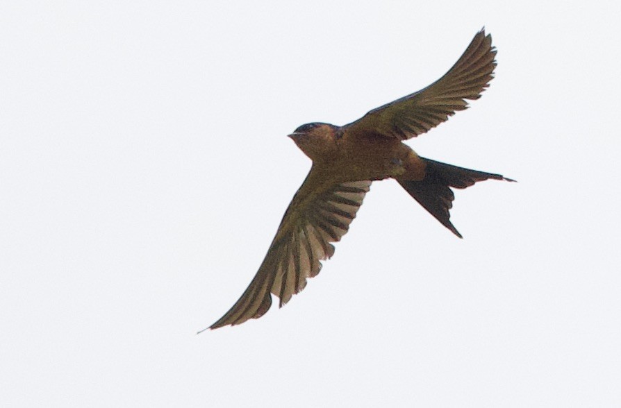 Sri Lanka Swallow - ML635551677