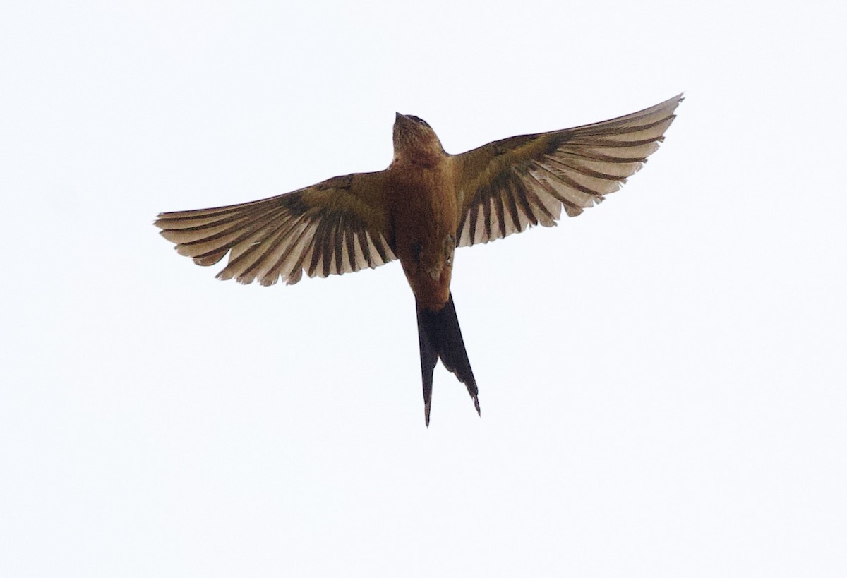 Sri Lanka Swallow - ML635551712
