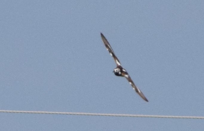 Steinwälzer - ML635551720