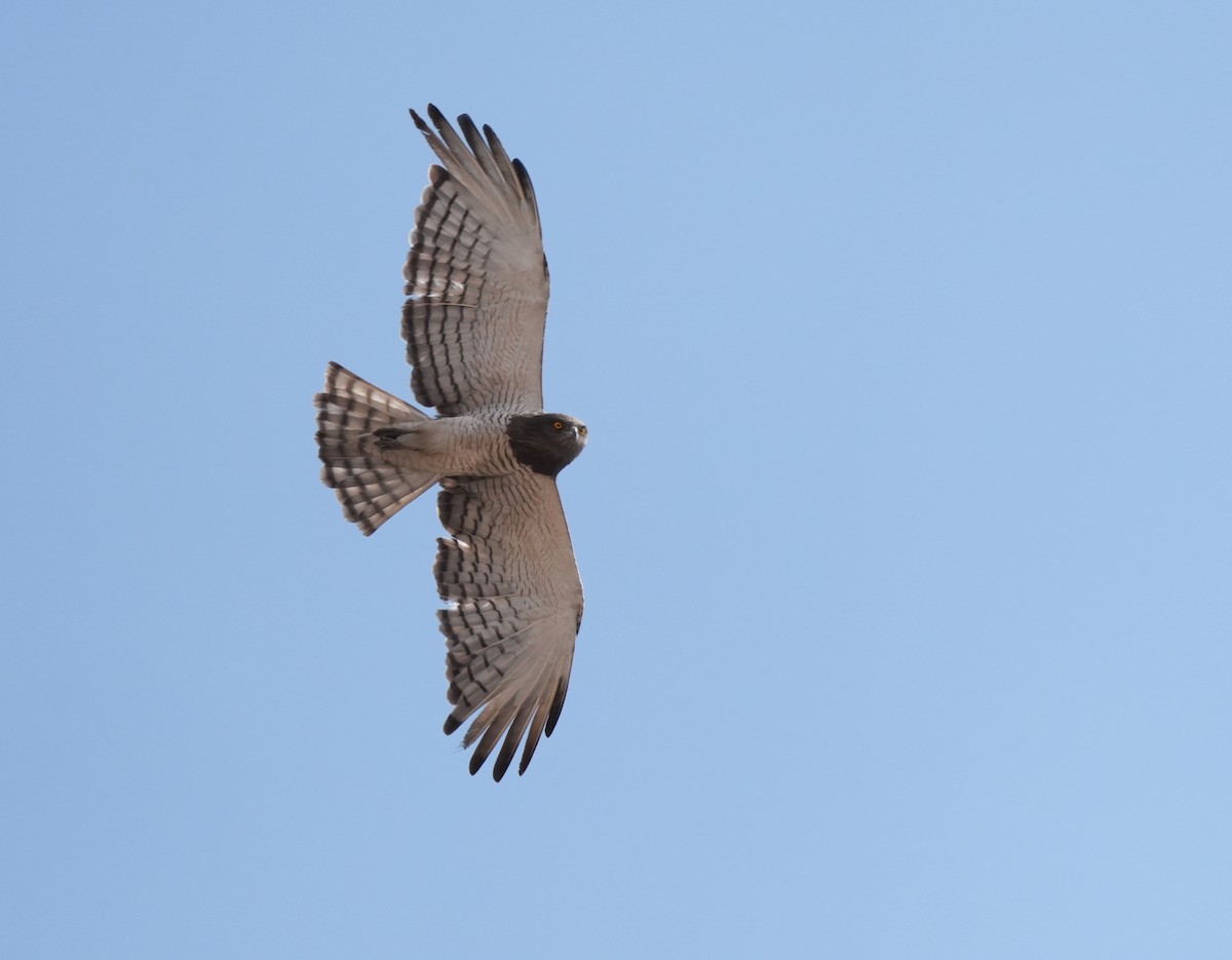 Beaudouin's Snake-Eagle - ML635551743