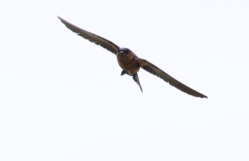 Sri Lanka Swallow - ML635551750