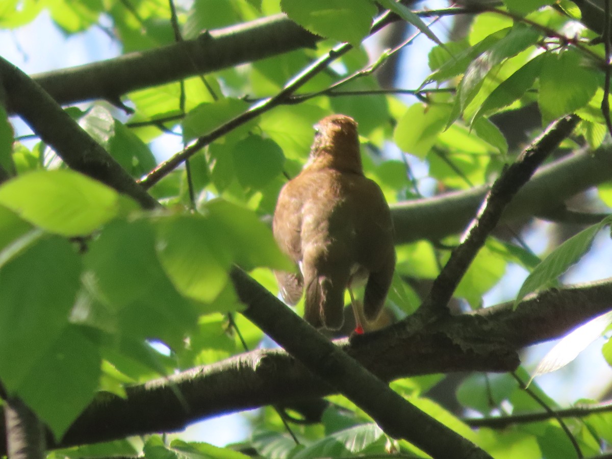 Wood Thrush - ML635551770