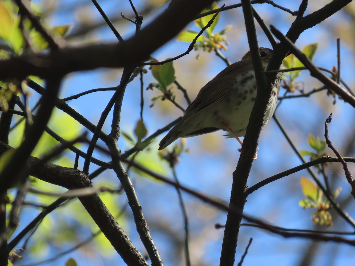 Wood Thrush - ML635551777
