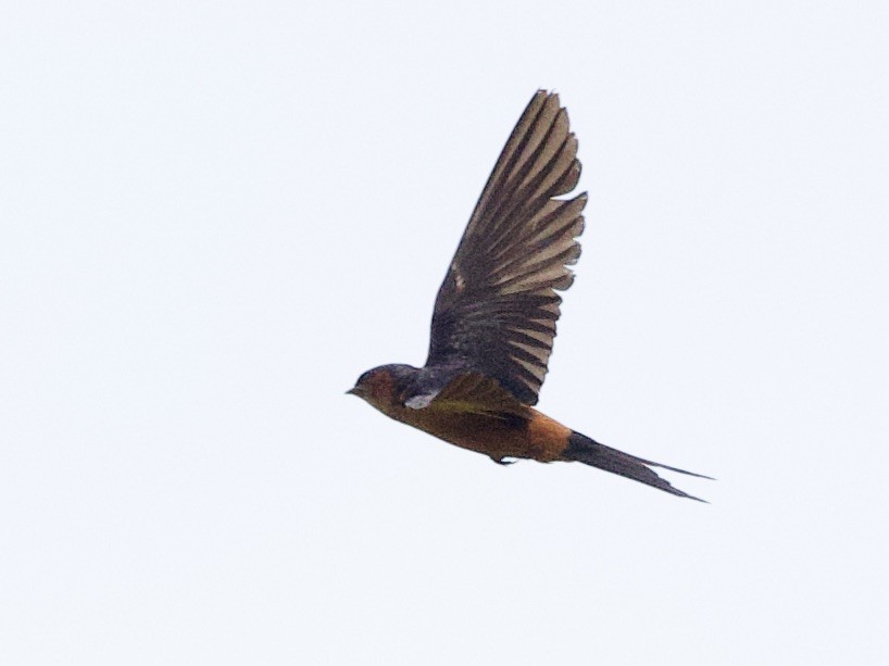 Sri Lanka Swallow - ML635551781