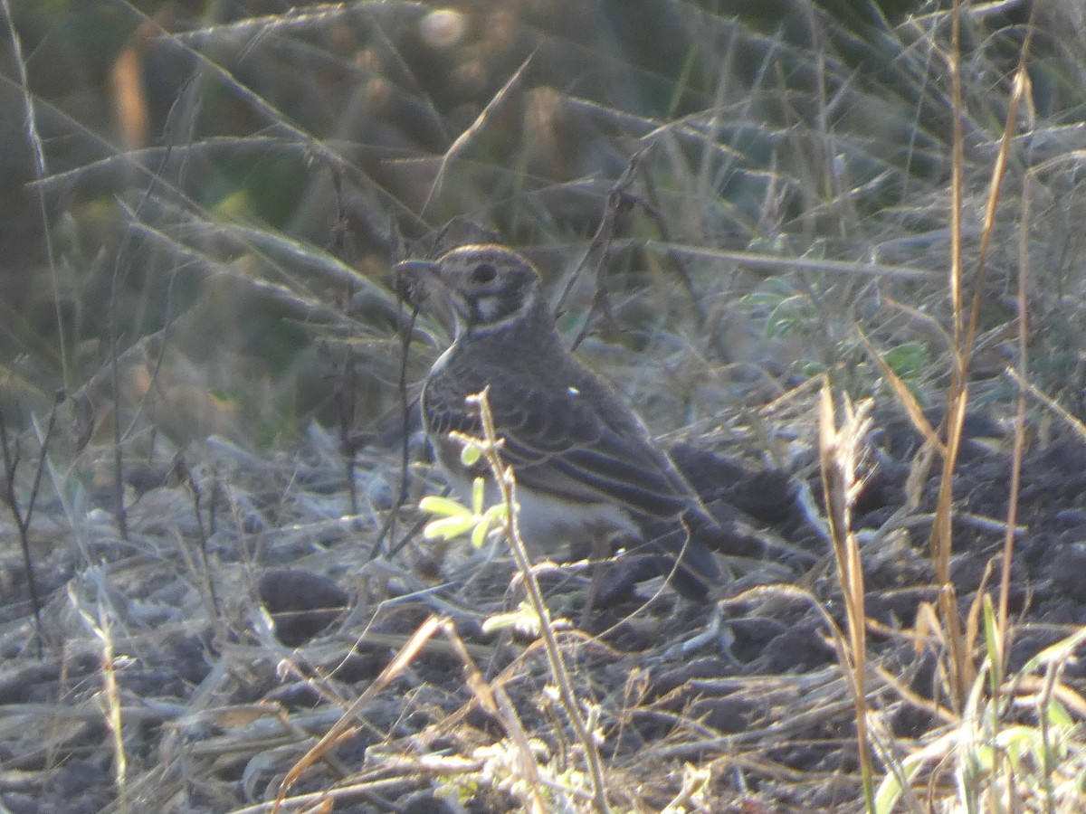 Dusky Lark - ML635551791
