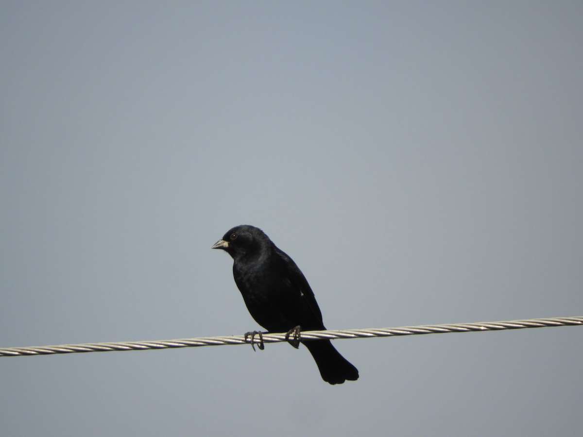 Screaming Cowbird - ML635551955