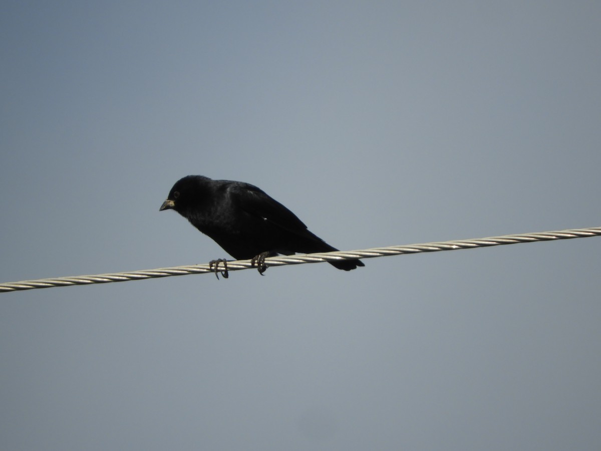 Screaming Cowbird - ML635551956