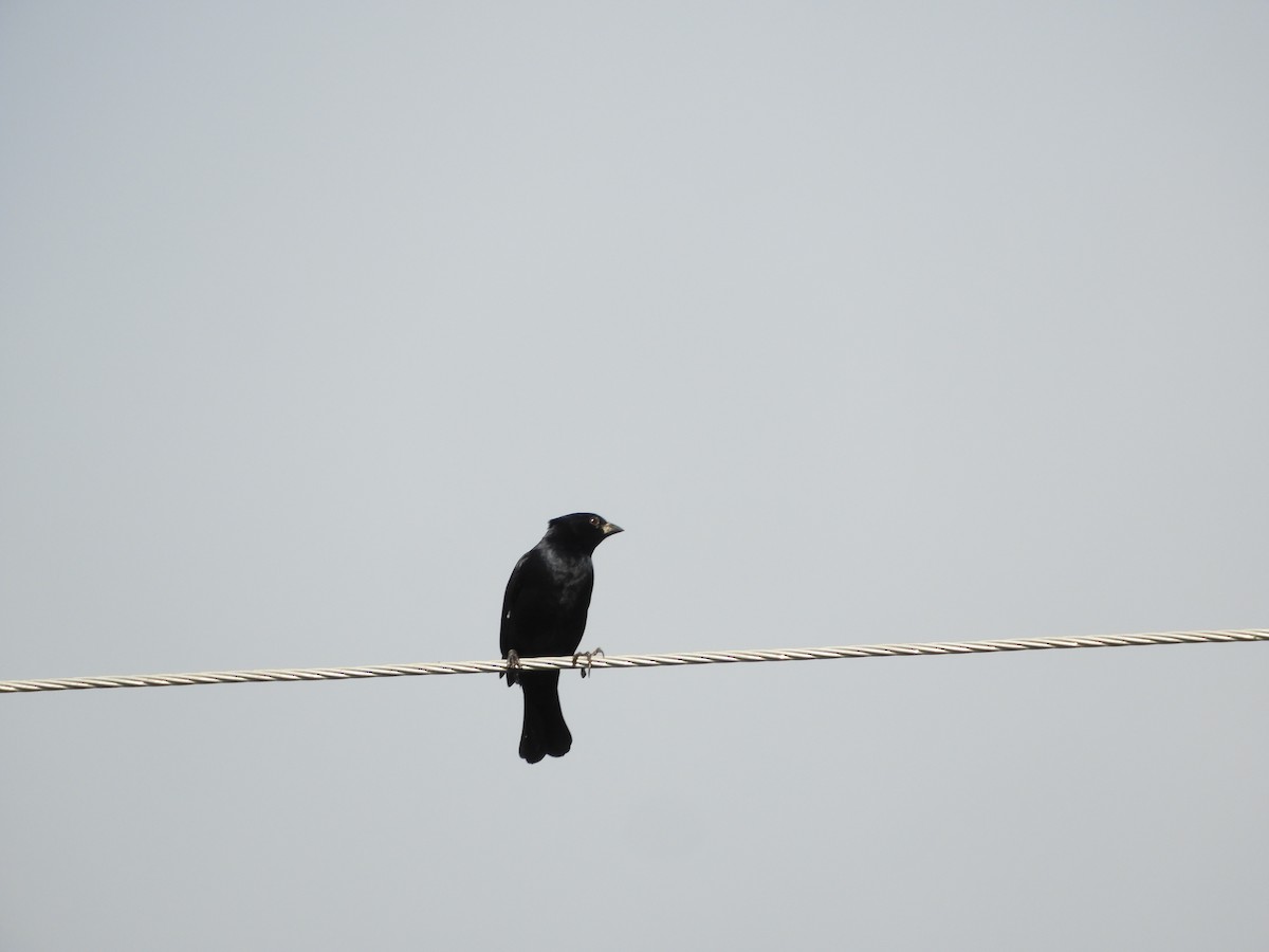 Screaming Cowbird - ML635551957