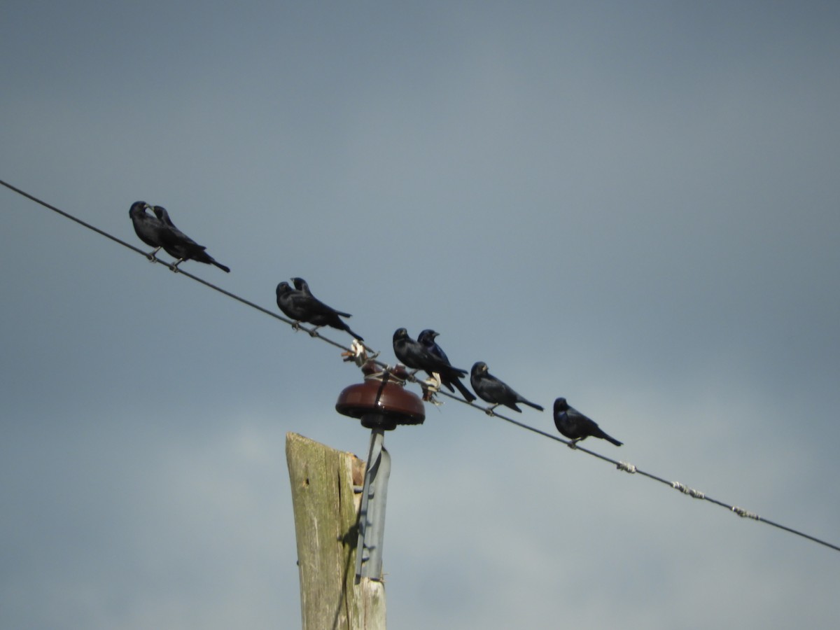 Shiny Cowbird - ML635551985
