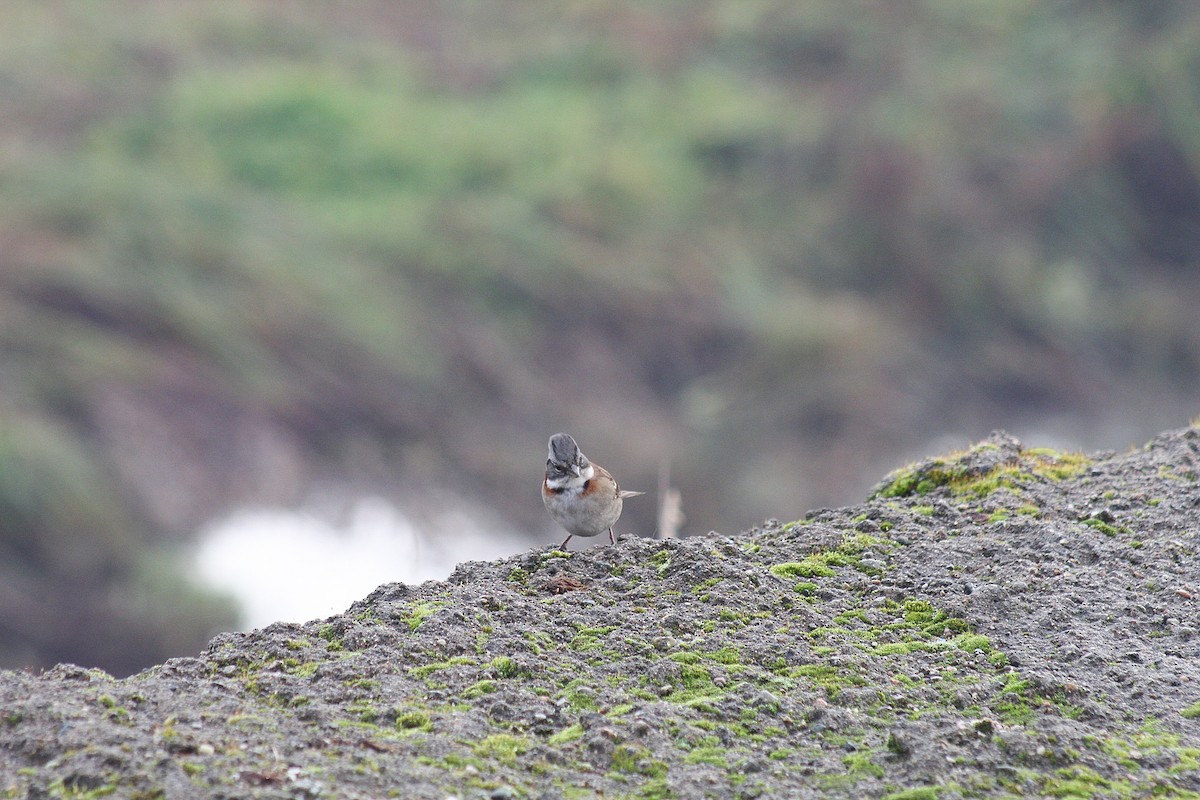 Rufous-collared Sparrow - ML635552041
