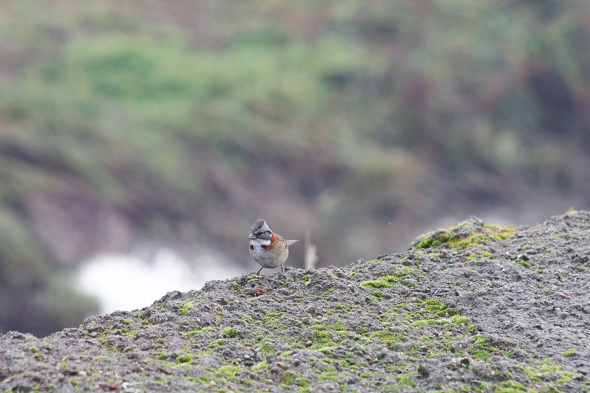 Rufous-collared Sparrow - ML635552042