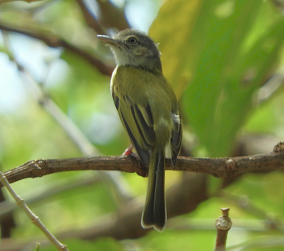 Yellow-olive Flatbill - ML635552179