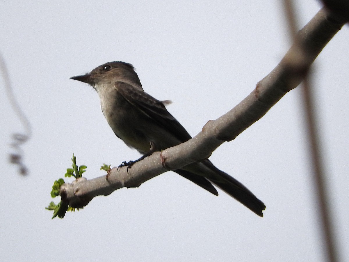 Western Wood-Pewee - ML635552193