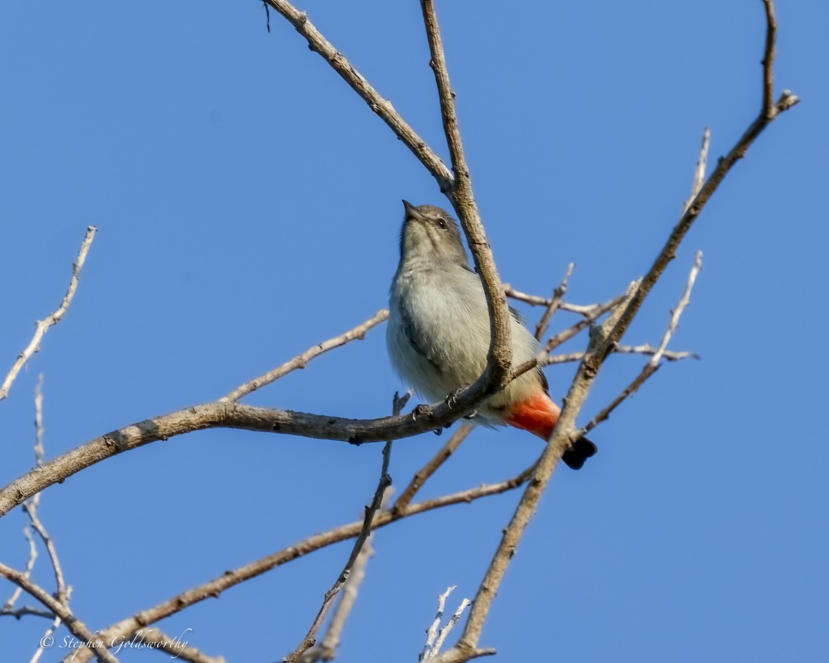 Mistletoebird - ML635552205
