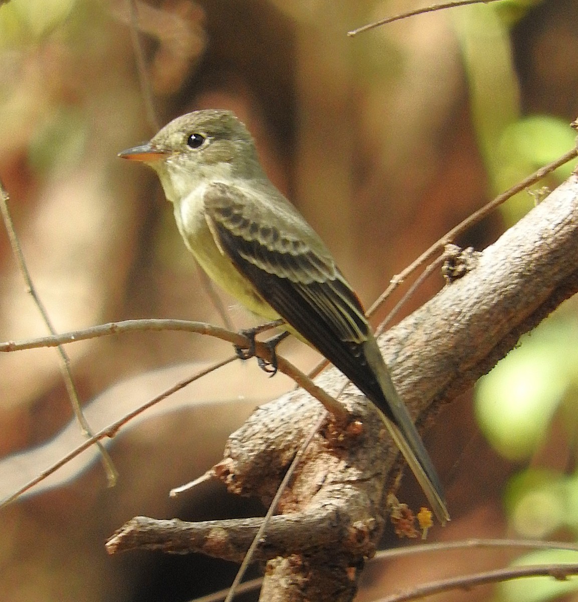 Eastern Wood-Pewee - ML635552209