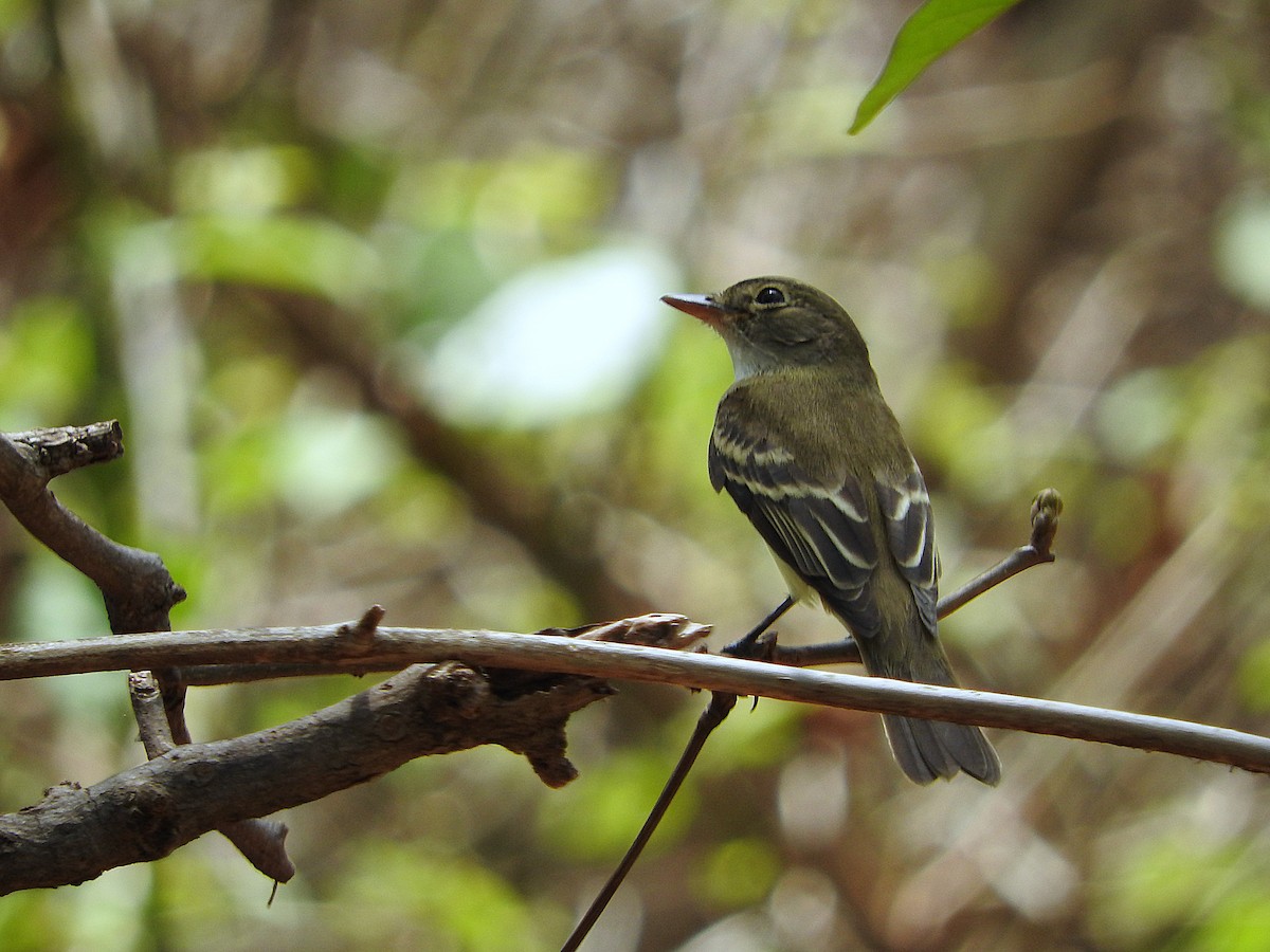 Alder Flycatcher - ML635552231