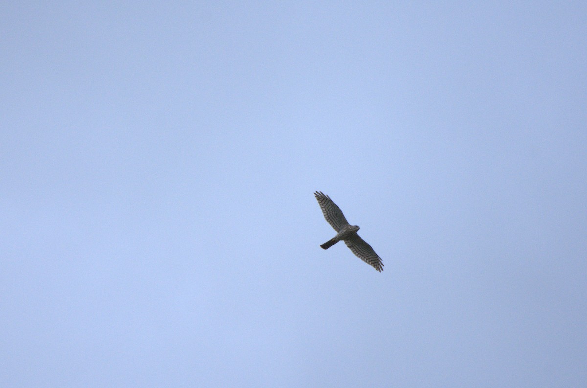 Levant Sparrowhawk - ML635552248