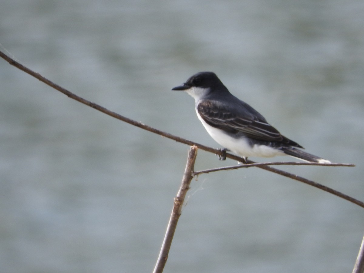 Eastern Kingbird - ML635552271