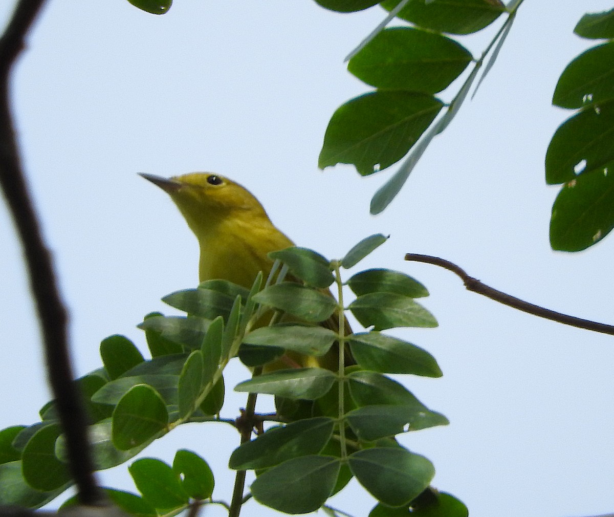 Northern/Mangrove Yellow Warbler - ML635552285
