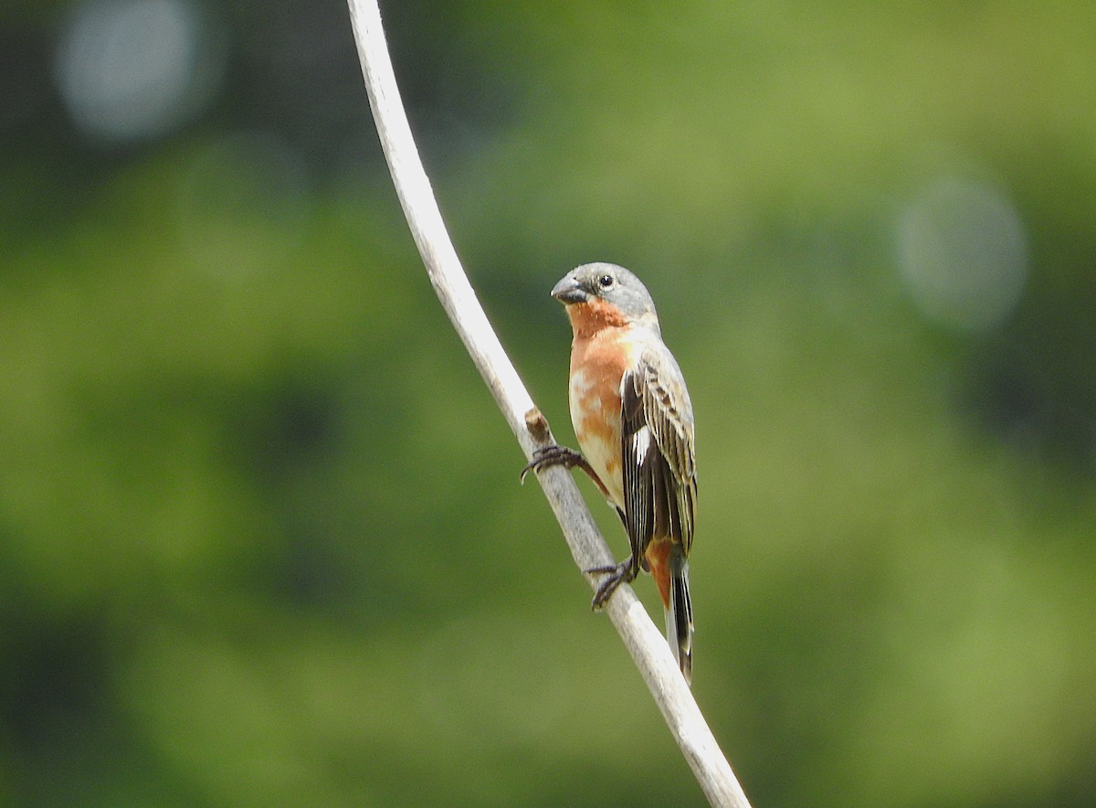 Ruddy-breasted Seedeater - ML635552302