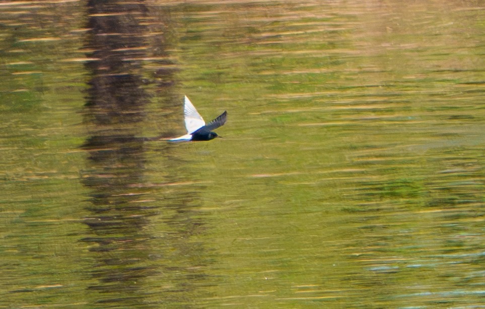 Black Tern - ML635552309