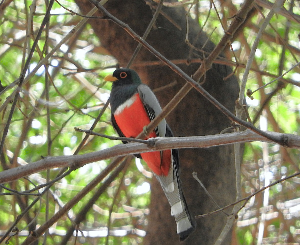 Elegant Trogon - ML635552321