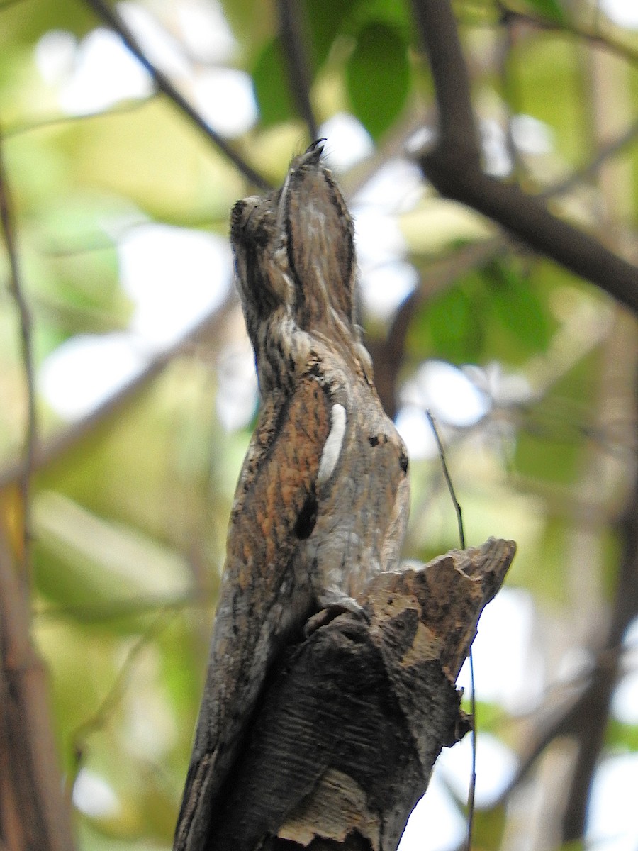 Northern Potoo - ML635552344