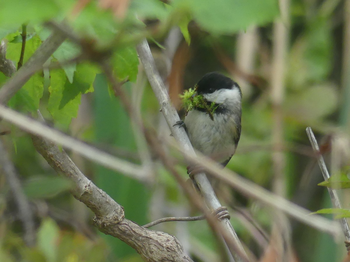 Carolina Chickadee - ML635552369