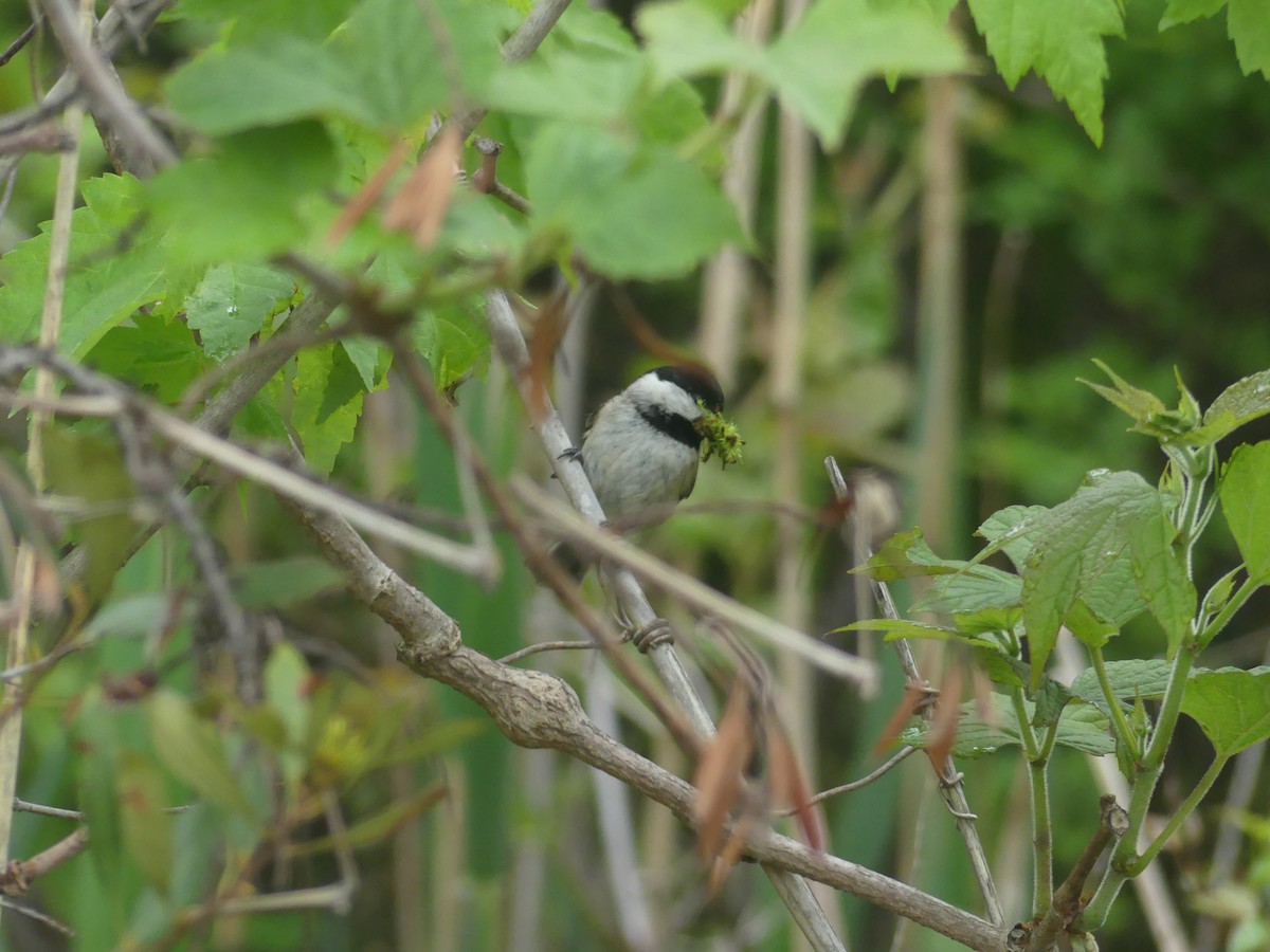 Carolina Chickadee - ML635552370