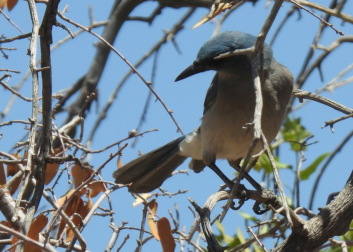 Mexican Jay - ML635552374