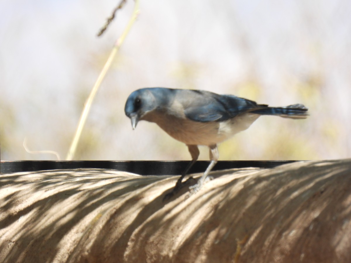 Mexican Jay - ML635552376