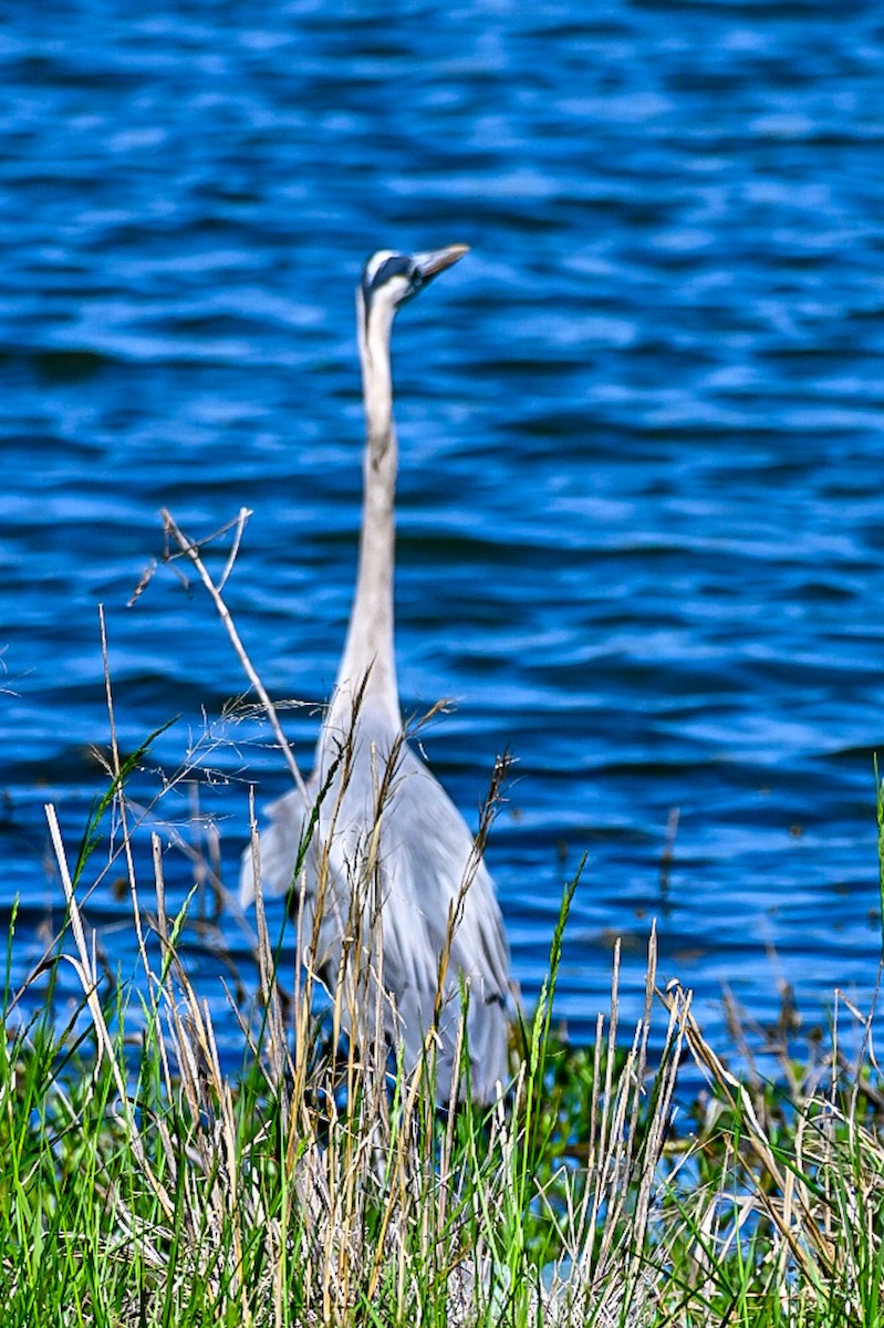 Great Blue Heron - ML635552409