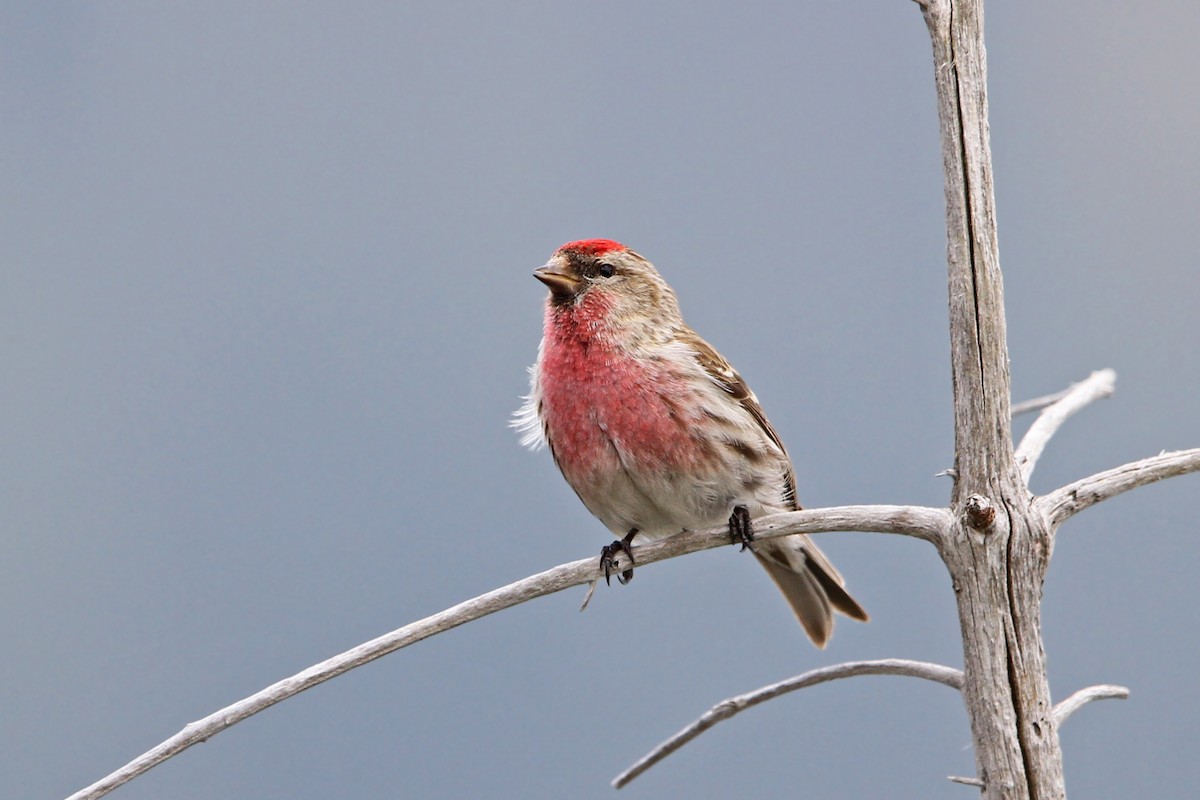 Lesser Redpoll - ML63555241