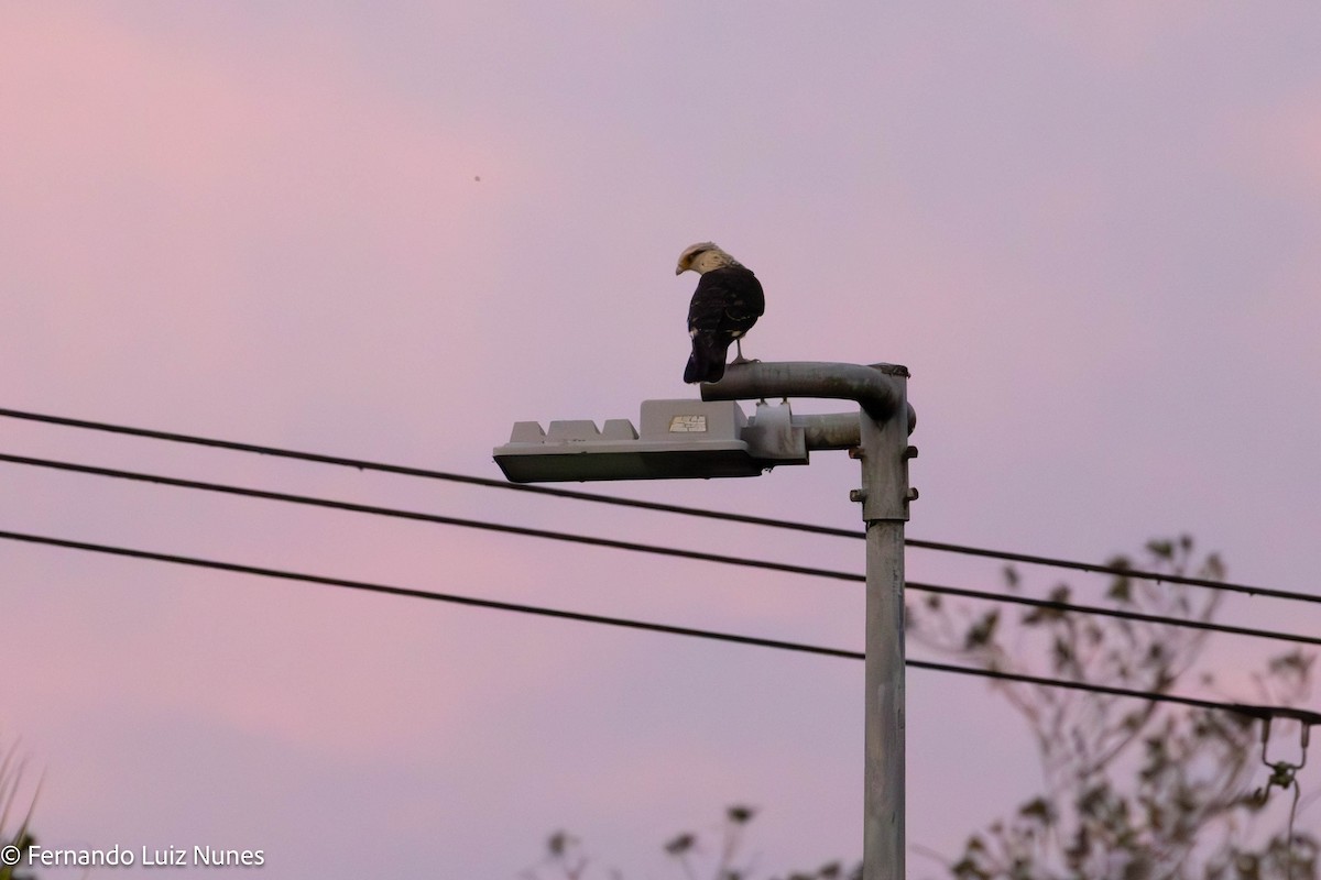 Yellow-headed Caracara - ML635552421