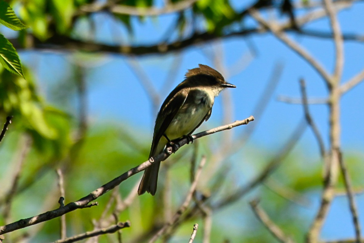 Eastern Phoebe - ML635552433
